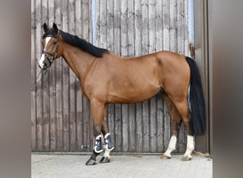 Deutsches Reitpferd, Wallach, 5 Jahre, 162 cm, Brauner