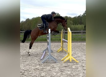 Deutsches Reitpferd, Wallach, 5 Jahre, 162 cm, Brauner