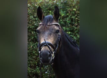 Deutsches Reitpferd, Wallach, 5 Jahre, 162 cm, Brauner