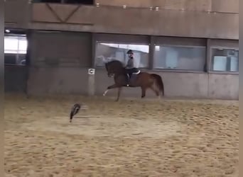 Deutsches Reitpferd, Wallach, 5 Jahre, 165 cm, Fuchs