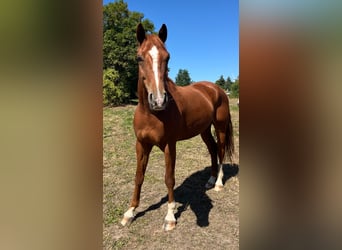 Deutsches Reitpferd, Wallach, 5 Jahre, 165 cm, Fuchs