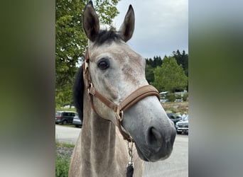 Deutsches Reitpferd, Wallach, 5 Jahre, 165 cm, Schimmel
