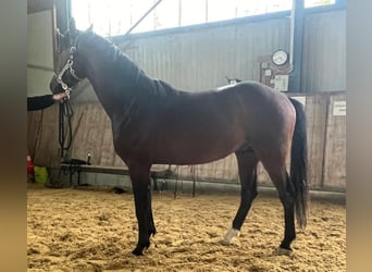 Deutsches Reitpferd, Wallach, 5 Jahre, 166 cm, Brauner