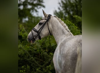 Deutsches Reitpferd, Wallach, 5 Jahre, 166 cm, Schimmel