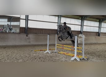 Deutsches Reitpferd, Wallach, 5 Jahre, 166 cm, Schimmel