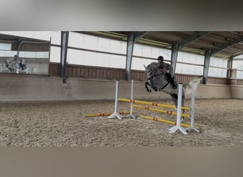 Deutsches Reitpferd, Wallach, 5 Jahre, 166 cm, Schimmel