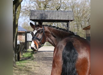 Deutsches Reitpferd, Wallach, 5 Jahre, 168 cm, Brauner