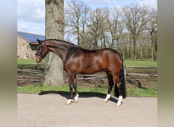 Deutsches Reitpferd, Wallach, 5 Jahre, 168 cm, Brauner