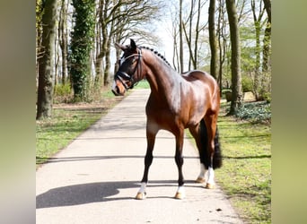 Deutsches Reitpferd, Wallach, 5 Jahre, 168 cm, Brauner
