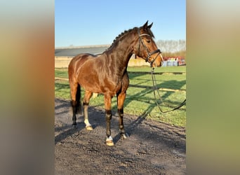 Deutsches Reitpferd, Wallach, 5 Jahre, 168 cm, Brauner