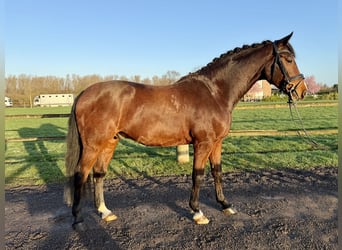 Deutsches Reitpferd, Wallach, 5 Jahre, 168 cm, Brauner