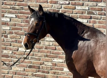 Deutsches Reitpferd, Wallach, 5 Jahre, 168 cm, Brauner