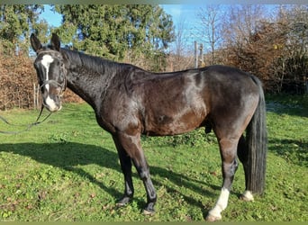 Deutsches Reitpferd, Wallach, 5 Jahre, 168 cm, Dunkelbrauner