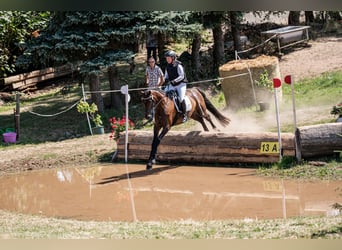 Deutsches Reitpferd, Wallach, 5 Jahre, 168 cm, Dunkelbrauner