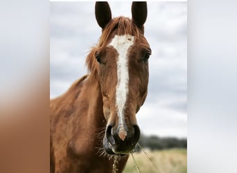 Deutsches Reitpferd, Wallach, 5 Jahre, 168 cm, Fuchs