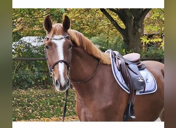 Deutsches Reitpferd, Wallach, 5 Jahre, 168 cm, Fuchs