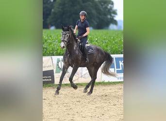Deutsches Reitpferd, Wallach, 5 Jahre, 168 cm, Rappschimmel