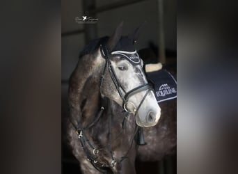 Deutsches Reitpferd, Wallach, 5 Jahre, 168 cm, Rappschimmel