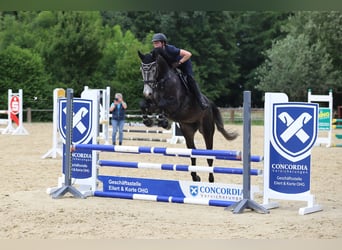 Deutsches Reitpferd, Wallach, 5 Jahre, 168 cm, Rappschimmel