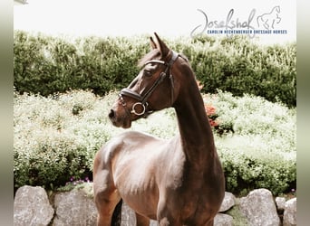 Deutsches Reitpferd, Wallach, 5 Jahre, 168 cm, Schwarzbrauner