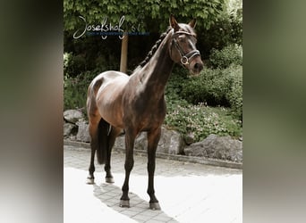 Deutsches Reitpferd, Wallach, 5 Jahre, 168 cm, Schwarzbrauner