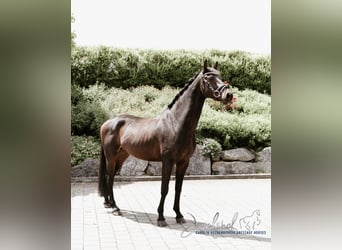 Deutsches Reitpferd, Wallach, 5 Jahre, 168 cm, Schwarzbrauner