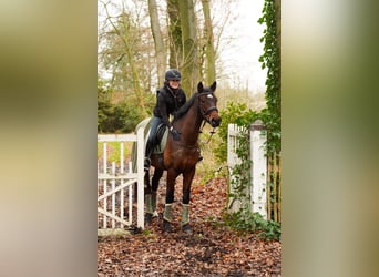 Deutsches Reitpferd, Wallach, 5 Jahre, 170 cm, Brauner