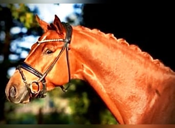 Deutsches Reitpferd, Wallach, 5 Jahre, 170 cm, Fuchs