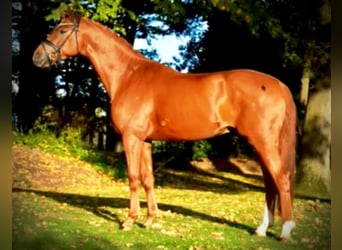 Deutsches Reitpferd, Wallach, 5 Jahre, 170 cm, Fuchs