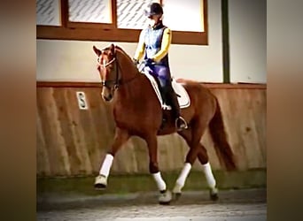 Deutsches Reitpferd, Wallach, 5 Jahre, 170 cm, Fuchs