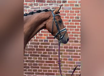 Deutsches Reitpferd, Wallach, 5 Jahre, 172 cm, Brauner