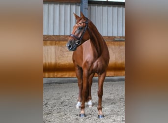 Deutsches Reitpferd, Wallach, 5 Jahre, 172 cm, Fuchs