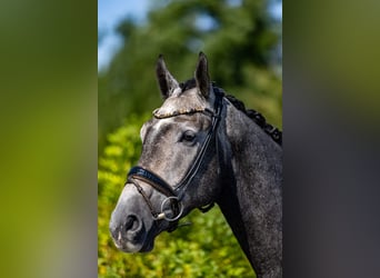 Deutsches Reitpferd, Wallach, 5 Jahre, 172 cm, Schimmel