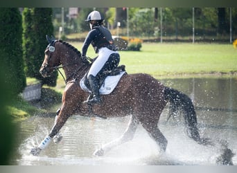 Deutsches Reitpferd, Wallach, 5 Jahre, 173 cm, Brauner