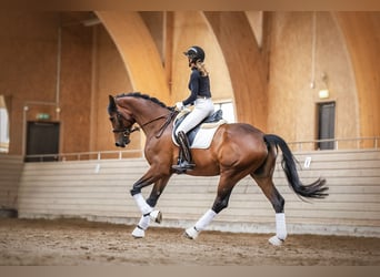 Deutsches Reitpferd, Wallach, 5 Jahre, 175 cm