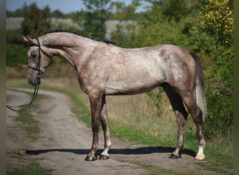 Deutsches Reitpferd, Wallach, 5 Jahre, 175 cm, Schimmel