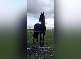Deutsches Reitpferd, Wallach, 5 Jahre, 178 cm, Schwarzbrauner
