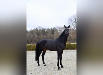 Deutsches Reitpferd, Wallach, 5 Jahre, 178 cm, Schwarzbrauner
