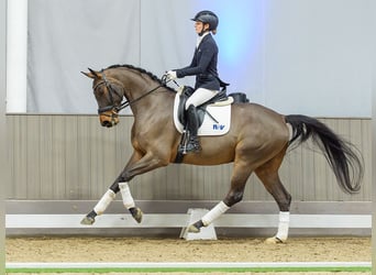 Deutsches Reitpferd, Wallach, 5 Jahre, Brauner