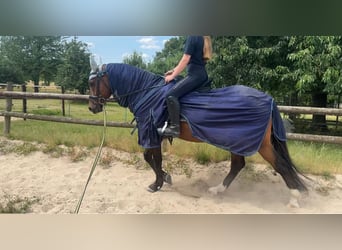 Deutsches Reitpferd, Wallach, 6 Jahre, 146 cm, Brauner