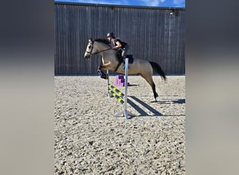 Deutsches Reitpferd, Wallach, 6 Jahre, 155 cm, Buckskin