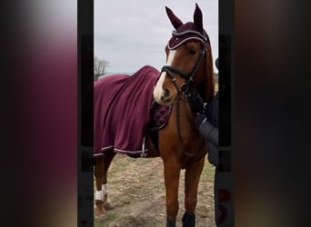 Deutsches Reitpferd, Wallach, 6 Jahre, 155 cm, Fuchs