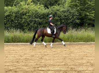 Deutsches Reitpferd, Wallach, 6 Jahre, 156 cm, Brauner