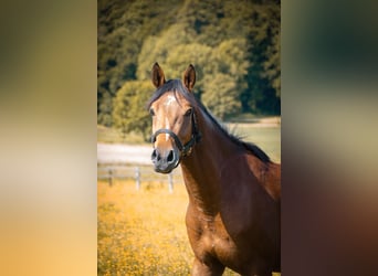 Deutsches Reitpferd, Wallach, 6 Jahre, 156 cm, Brauner