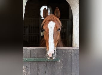 Deutsches Reitpferd, Wallach, 6 Jahre, 158 cm, Fuchs