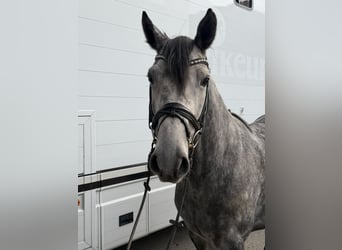 Deutsches Reitpferd, Wallach, 6 Jahre, 160 cm, Apfelschimmel