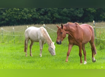 Deutsches Reitpferd, Wallach, 6 Jahre, 160 cm, Fuchs