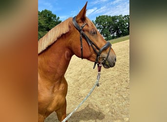 Deutsches Reitpferd Mix, Wallach, 6 Jahre, 160 cm, Fuchs