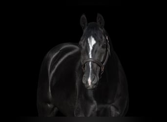 Deutsches Reitpferd, Wallach, 6 Jahre, 160 cm, Rappe