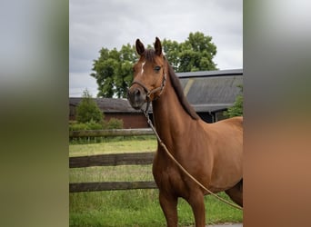 Deutsches Reitpferd, Wallach, 6 Jahre, 162 cm, Fuchs